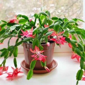 Affordable indoor plants for beginners