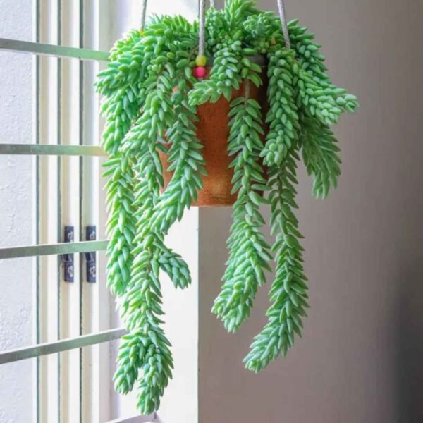 Top indoor plants for air quality improvement